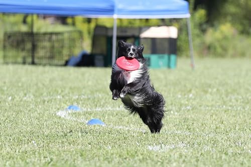 Hyperflite Pup Jawz Puncture Resistant Dog Flying Disc, Small Dogs | Puncture Resistant, Competition Approved | 7-inch, 90g | Small Dogs | Pink - color: Pink