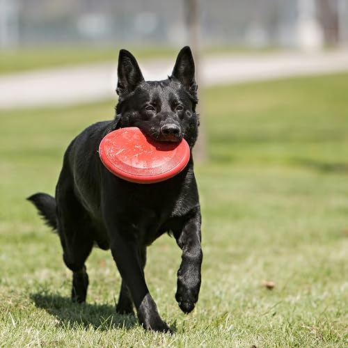KONG Flyer - Durable Dog Toy for Outdoor Playtime - Natural Rubber Flying Disc, Dog Toy for Fetch - Safer Disc for Healthy Activity - for Medium/Large Dogs - size: Large (Pack of 1)