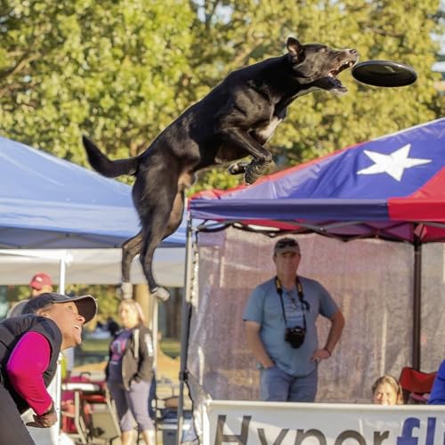 Hyperflite Jawz Dog Flying Disc - World's Toughest Training Dog Toy. Best Competition Flying Disc Toy for Pets, Puncture Resistant - 8.75 Inch - color: Black