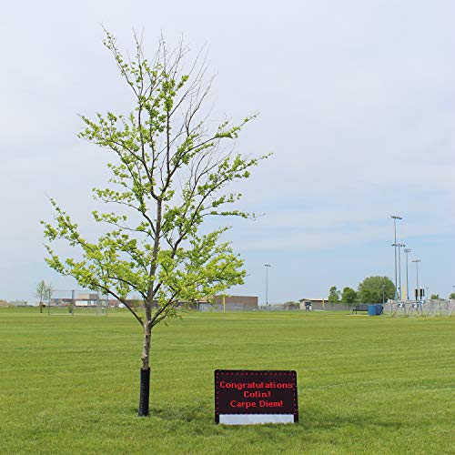 Bravo Board Portable Battery Operated Scoreboard