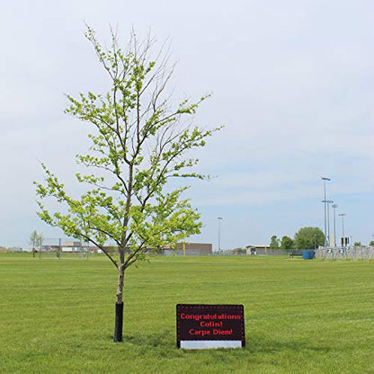 Bravo Board Portable Battery Operated Scoreboard