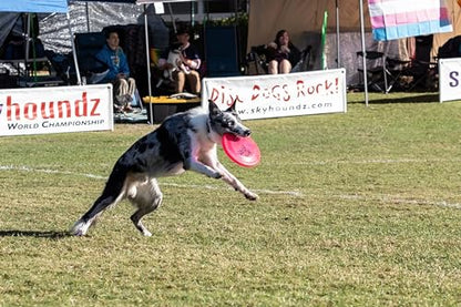 Hyperflite K-10 Jawz Puncture Resistant Dog Flying Disc, Medium-Large | Puncture Resistant, Competition Approved | 8.75-inch, 150g | Medium & Large Dogs | Pink - color: Pink