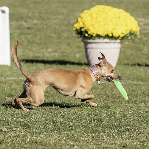 Hyperflite Pup Jawz Puncture Resistant Dog Flying Disc, Small Dogs | Puncture Resistant, Competition Approved | 7-inch, 90g | Small Dogs | Yellow - color: Yellow