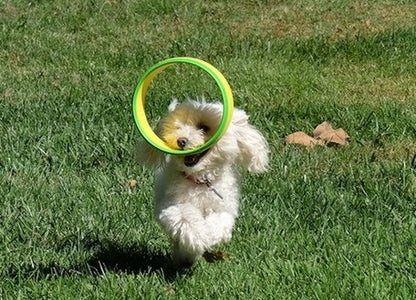 HurriK9 Flying Ring Launcher Dog Exerciser Starter Pack | Quickly Exercises Your Dog | Includes Launcher Starter Pack & 6 EVA Foam Rings